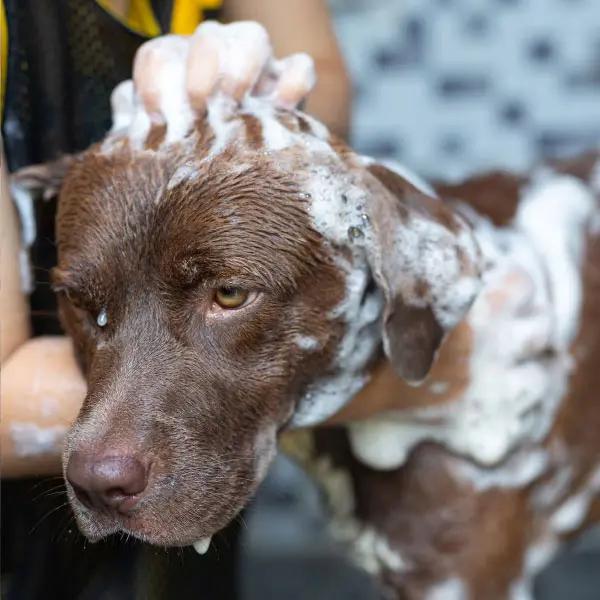 Peluqueria canina