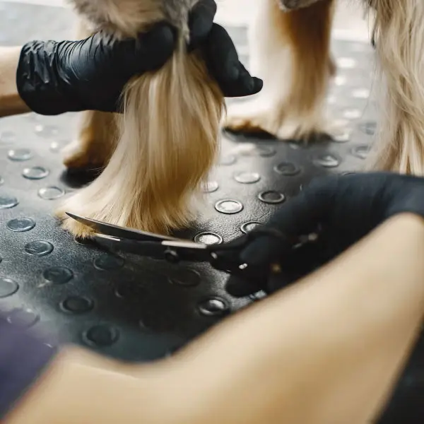 Peluqueria canina