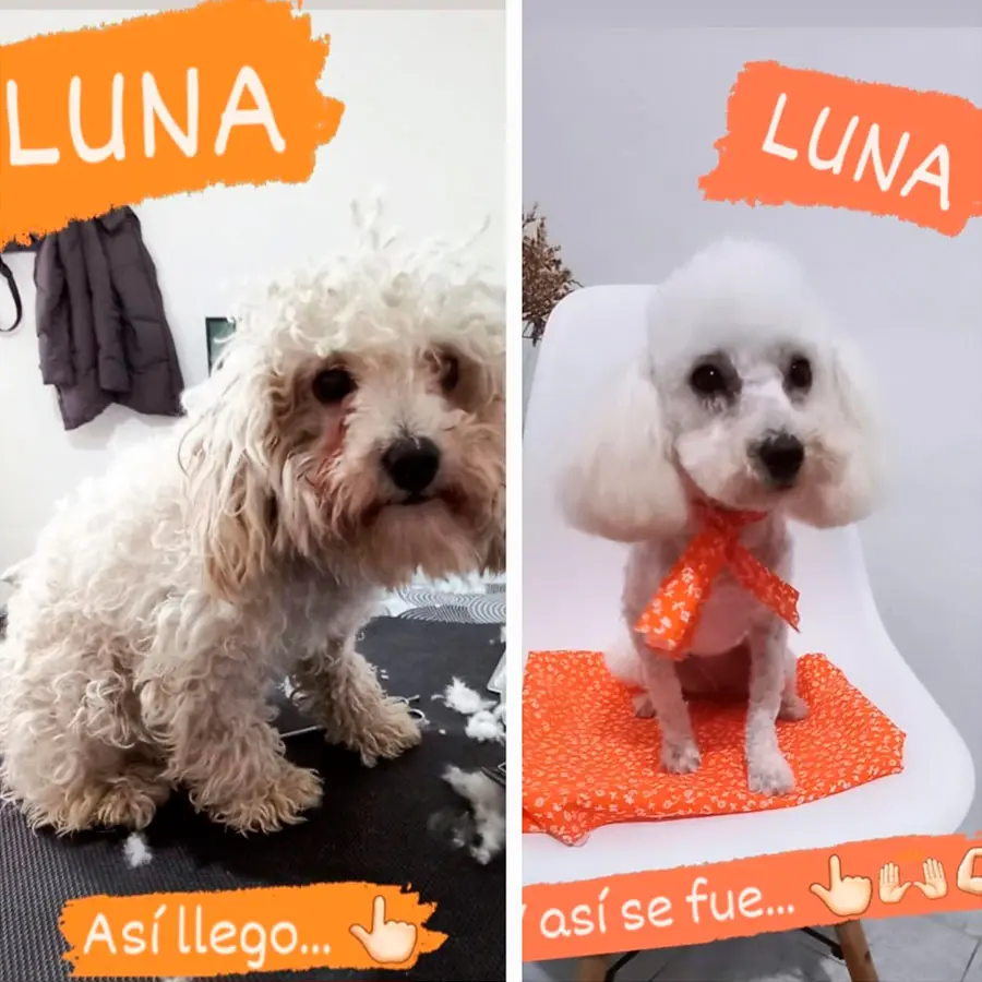 Peluquería Canina Jimena