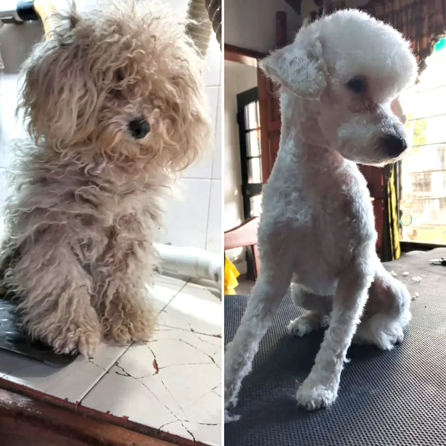 Peluquería Canina Jimena