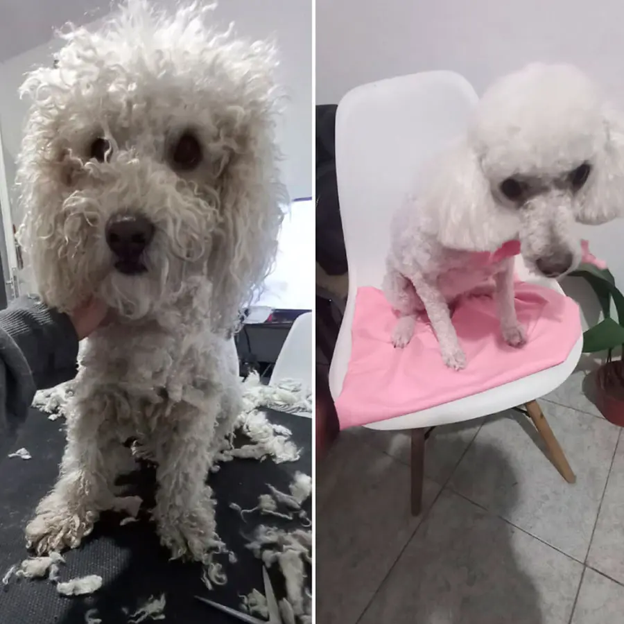 Peluquería Canina Jimena