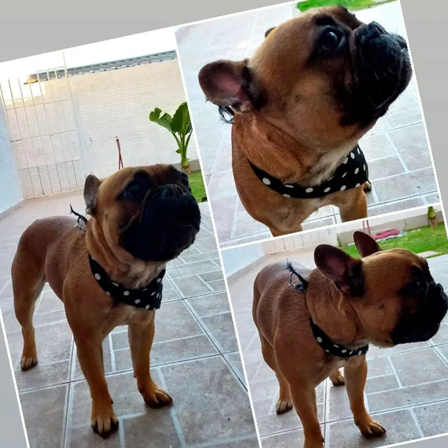 Peluquería Canina Jimena