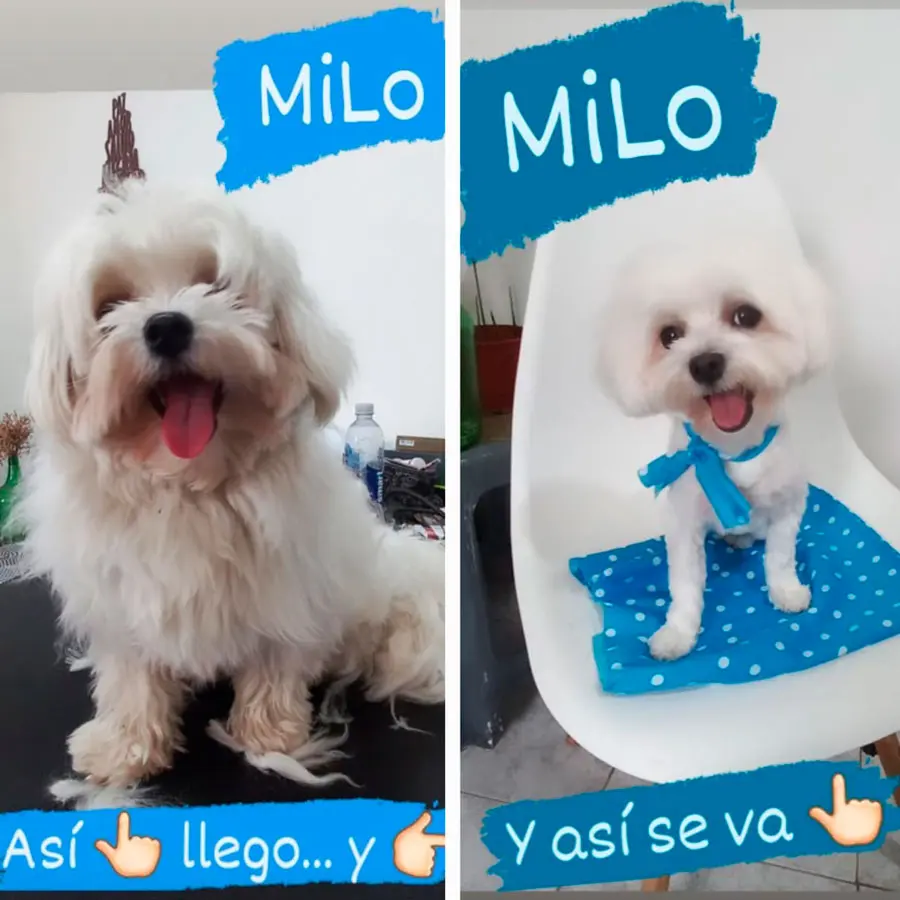 Peluquería Canina Jimena