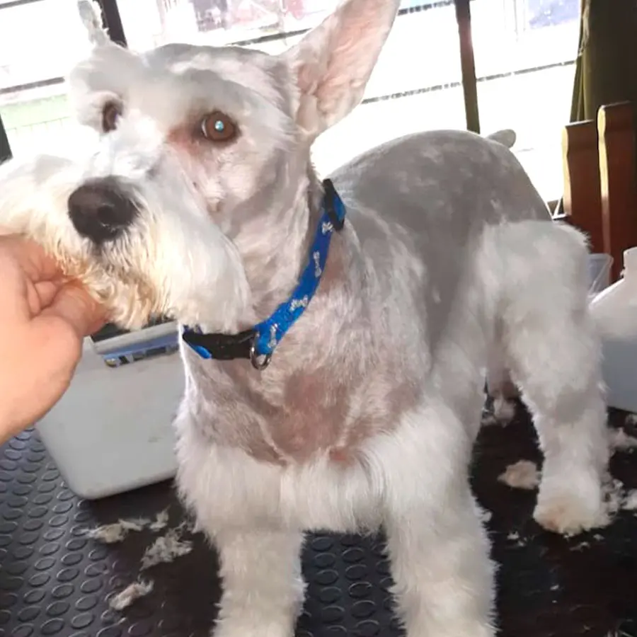 Peluquería Canina Jimena