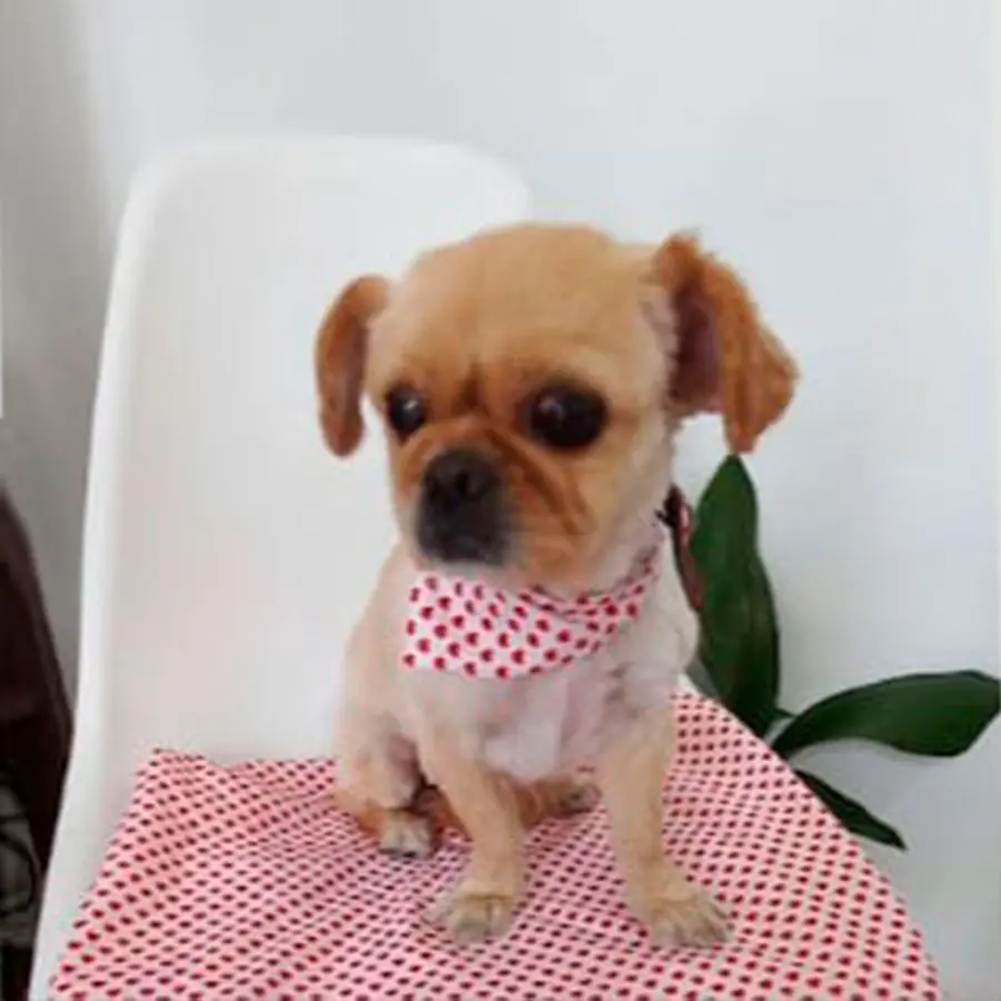 Peluquería Canina Jimena